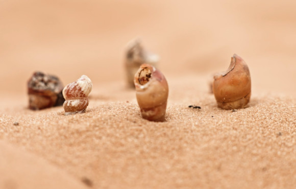 Abdessamad El Montassir